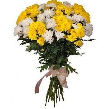Желтые и белые хризантемы (11 шт)
