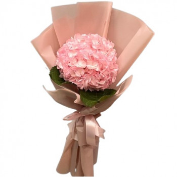 Rozā hortenzija – ziedu prieks Liepājā