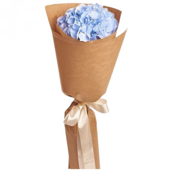 A beautiful blue hydrangea in stylish packaging