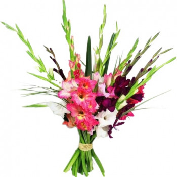 Gladiolus bouquet (11 pcs)